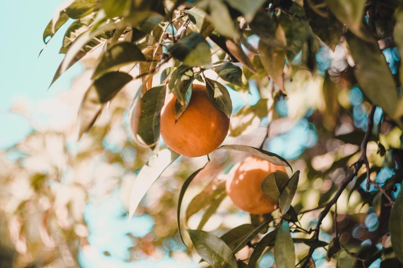 Apartman "Citrus" Trebinje Extérieur photo